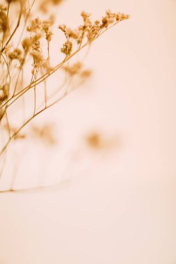 Kurumuş çiçekler makro fotoğraf, bitki ve yumuşak odak