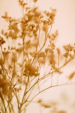 Kuru çiçek dalı, yumuşak odak arkaplanı