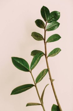 Yeşil bitkiler kapalı, yumuşak odak arkaplanı