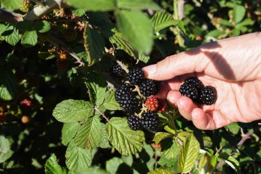 Böğürtlen toplayan bir kadın eli