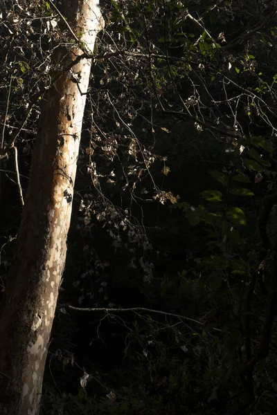 在Pinal Amoles干枯的树枝和树叶的细部 — 图库照片