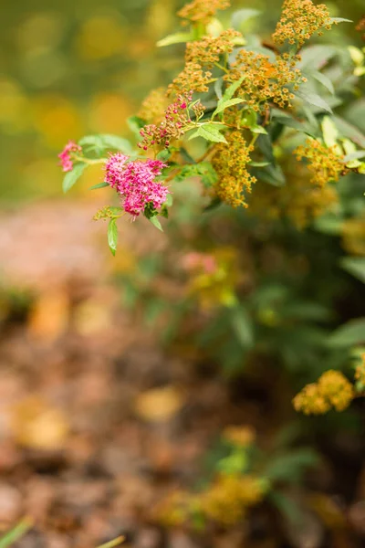 Gold Mound Spirea Flower Close — Stock Photo, Image