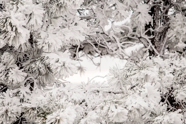 Nahaufnahme Einer Schneebedeckten Kiefer — Stockfoto
