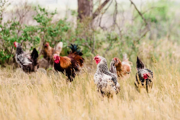 Csirkeállomány Szabad Tartásban — Stock Fotó