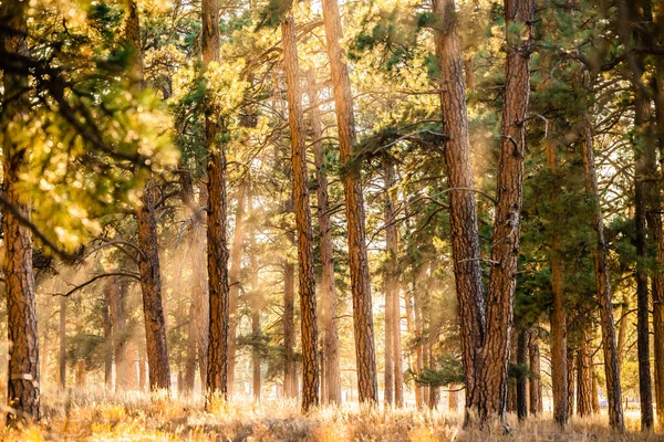 Luminosité Forêt Pins Avec Rayons Soleil — Photo