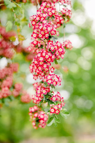 Flores Vermelhas Brancas Com Fundo Verde — Fotografia de Stock