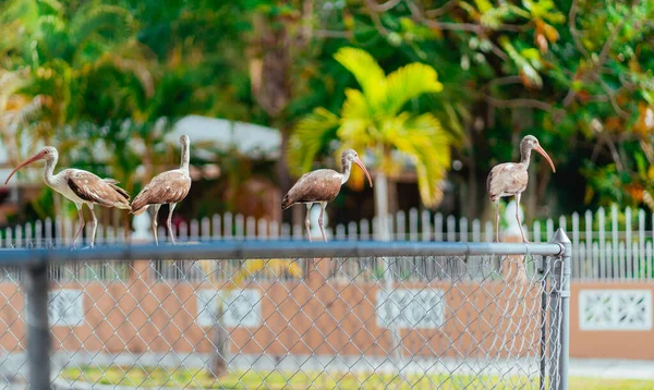 Ibis Birds Nature Miami Wynwood — Stockfoto