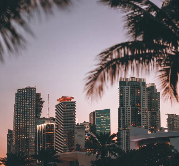 Centro Miami Palmeras Edificios Luces Puesta Del Sol — Foto de Stock