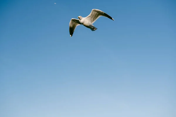 Flyger Högt Himlen — Stockfoto