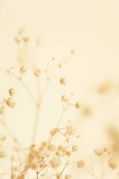 Suché Květinové Větve Měkké Zaostření Pozadí — Stock fotografie