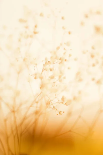 Trockener Blütenzweig Weicher Fokus Hintergrund — Stockfoto