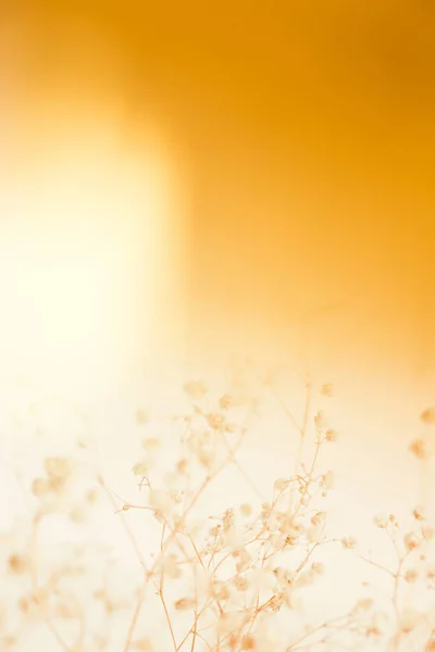 Μακρο Φωτογραφία Αποξηραμένα Λουλούδια Τέχνη Μαλακό Φόντο Εστίαση — Φωτογραφία Αρχείου