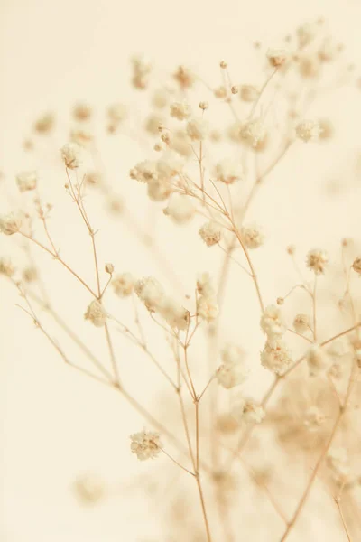 Μακρο Φωτογραφία Αποξηραμένα Λουλούδια Τέχνη Μαλακό Φόντο Εστίαση — Φωτογραφία Αρχείου