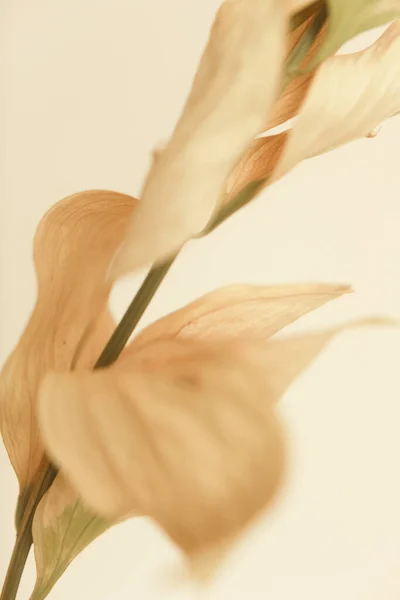Суха Квіткова Гілка Який Фон — стокове фото