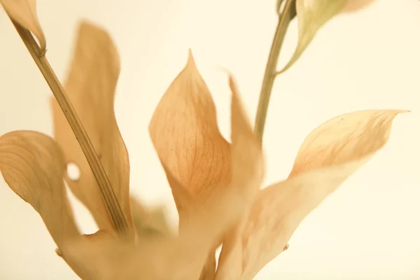 Ξηρό Κλαδί Λουλουδιών Μαλακό Φόντο Εστίασης — Φωτογραφία Αρχείου