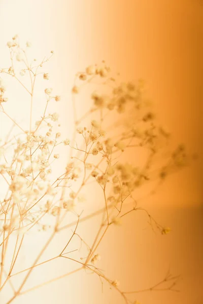 Στεγνό Κλαδί Λουλουδιών Μαλακό Φόντο Τέχνη Εστίαση — Φωτογραφία Αρχείου