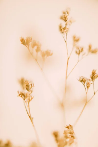 Droge Bloemtak Zachte Focus Achtergrond — Stockfoto