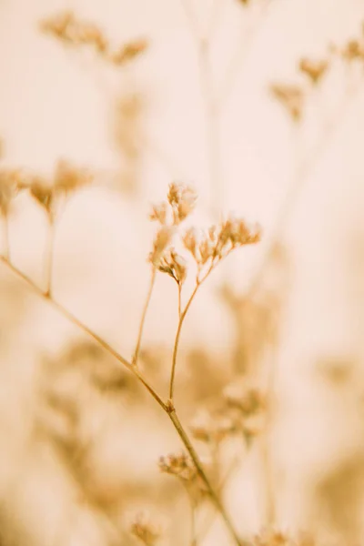 Dunne Gedroogde Bloemen Macro Herbarium — Stockfoto