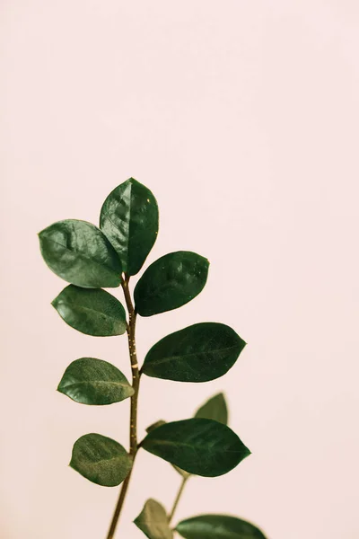 Zöld Levelek Növény Makrofotózás Puha Fókusz Háttér — Stock Fotó