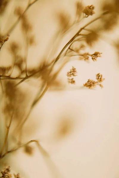 Λεπτά Αποξηραμένα Άνθη Μακροβότανο — Φωτογραφία Αρχείου