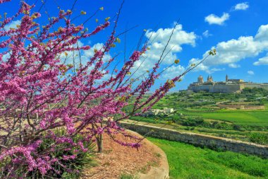 Mdina, güzel eski şehir Malta duvarlı.