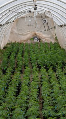 California 'da yasal bir çiftlikteki marihuana çiftliği.