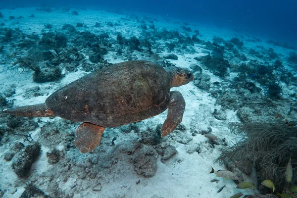 marine turtle underwater swim in the ocean scenery blue water