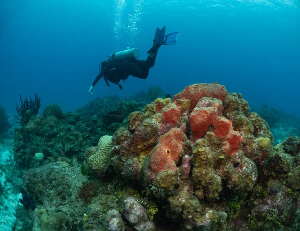 Buceadores Buceando Alrededor Del Arrecife Coral — Foto de Stock