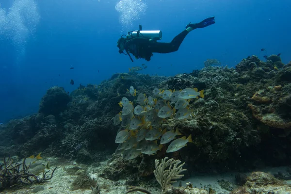 Buceo Buceador Alrededor Del Arrecife Coral Una Escuela Peces — Foto de Stock