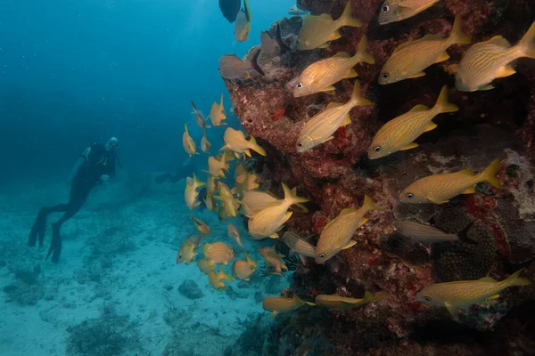 Buceadores Buceando Alrededor Del Barco Buceo Arrecife Coral Desde Debajo — Foto de Stock