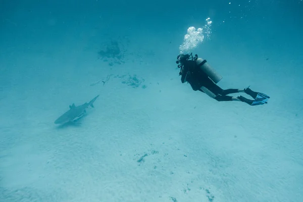Plongeur Recherche Requin Taureau Distance — Photo
