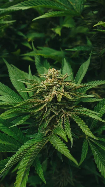 Marihuana Roślin Zamknąć Szczegóły Kwiat — Zdjęcie stockowe