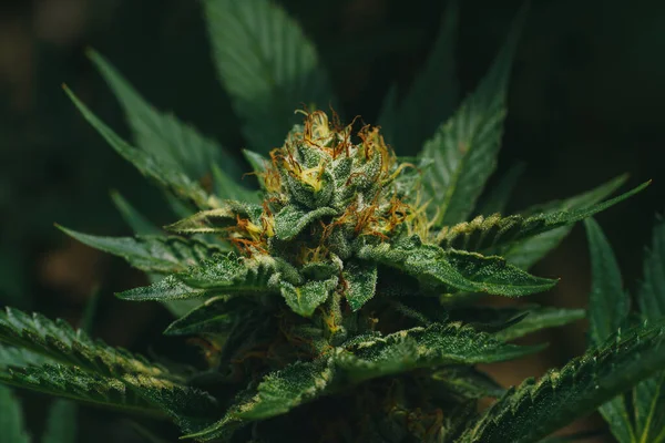 Zbliżenie Strzał Marihuana Pąki Kwitnące — Zdjęcie stockowe