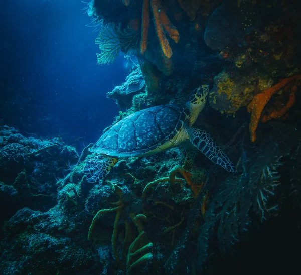 Marina Sköldpadda Undervattens Simma Havet Landskap Blått Vatten — Stockfoto