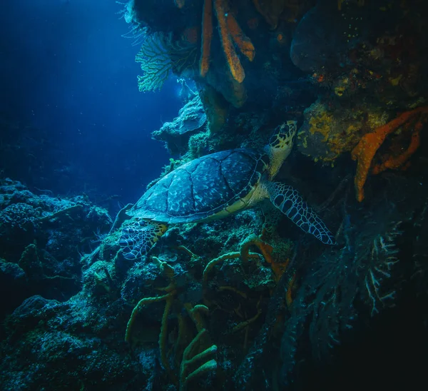 marine turtle underwater swim in the ocean scenery blue water