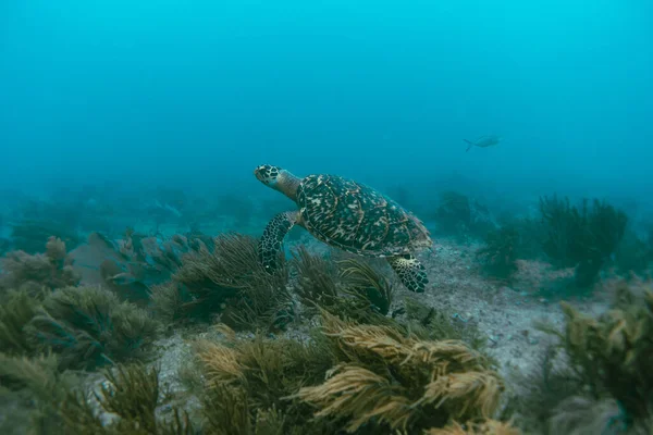 Tortuga Marina Bajo Agua Nadar Paisaje Oceánico Agua Azul — Foto de Stock