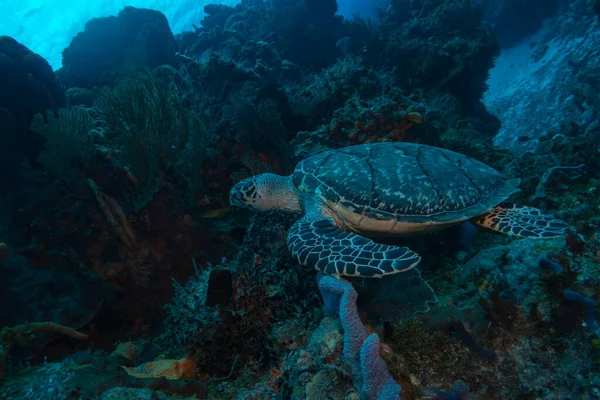 marine turtle underwater swim in the ocean scenery blue water