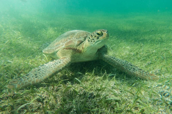 marine turtle underwater swim in the ocean scenery blue water