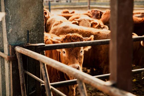 Vacas Pie Una Granja Grande Durante Día Nublado — Foto de Stock