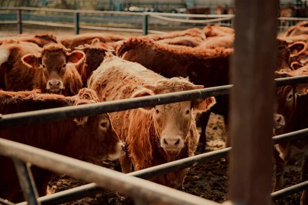 Vacas Pie Una Granja Grande Durante Día Nublado — Foto de Stock