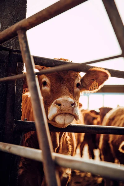 Vache Debout Sur Une Ferme Pendant Une Journée Nuageuse — Photo