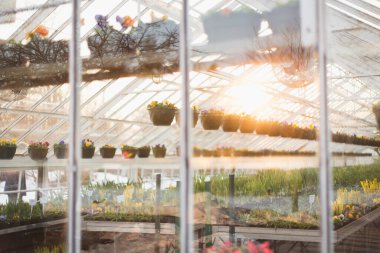 Altın saat ışığı çiçeklerle dolu serada parlıyor.