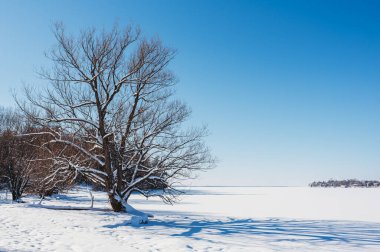 Güneşli kış gününde, bir gölün kıyısındaki büyük karla kaplı ağaç..