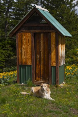 Dağlarda bir banyonun önünde yatan bir köpek.