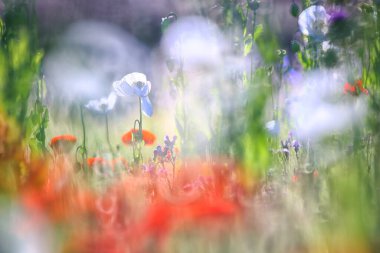 Beyaz haşhaş tarlası, ayrıca afyon olarak da bilinir. Papaver somniferum