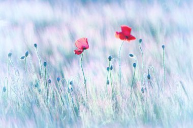 Baharda kırmızı haşhaş tarlası. papaver rhoeas