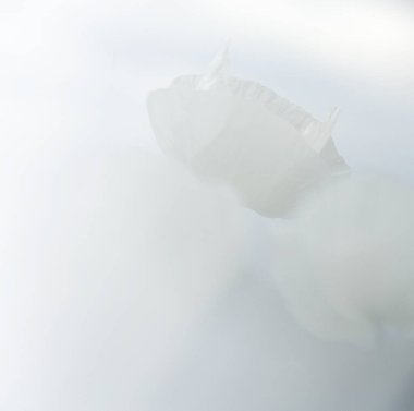 Beyaz haşhaş tarlası, ayrıca afyon olarak da bilinir. Papaver somniferum