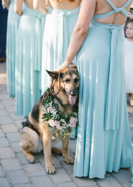 Düğünde Alman çoban köpeği ve nedime.
