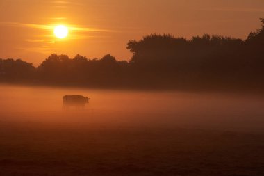 İneklerin otladığı sisli çimlerin üzerinde şafak sökerken