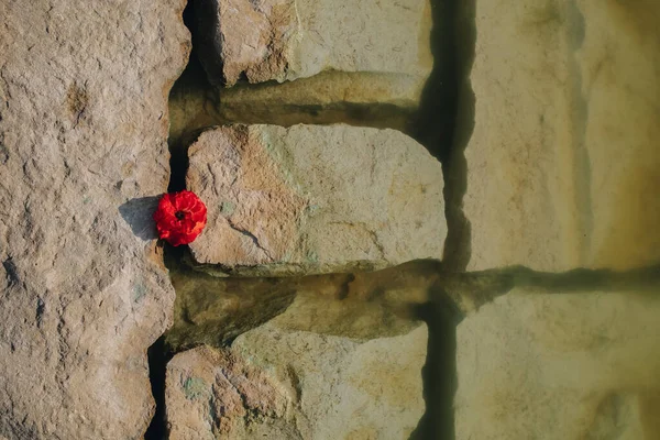 Nature Background Red Fragile Flower Stack Rouge Rocks Water Lake — Stock Photo, Image